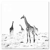 Florence-Dabenoc-QUATUOR_1000px_thumb